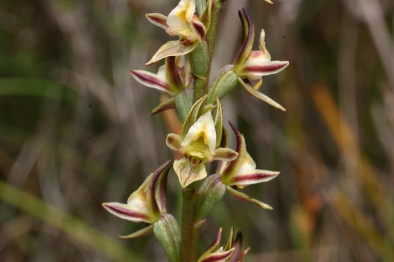 Close up image of a Shelley Leek Orchid