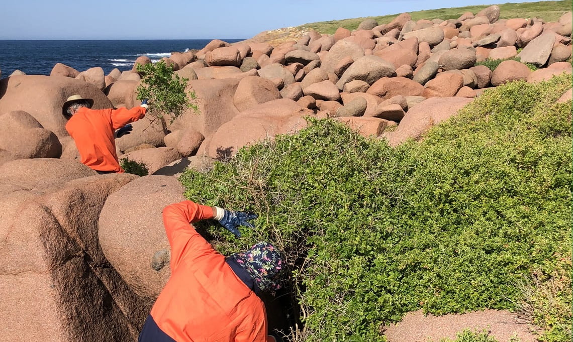 Contractors wearing orange hi-vis shirts, hats and gloves work amongst large, brown boulders, removing Boxthorn - a dense green shrub-like weed.