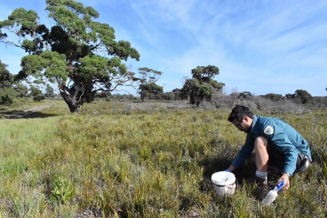 Parks Victoria ranger kneeling in a grassy field next to a white bucket, checking bait stations.