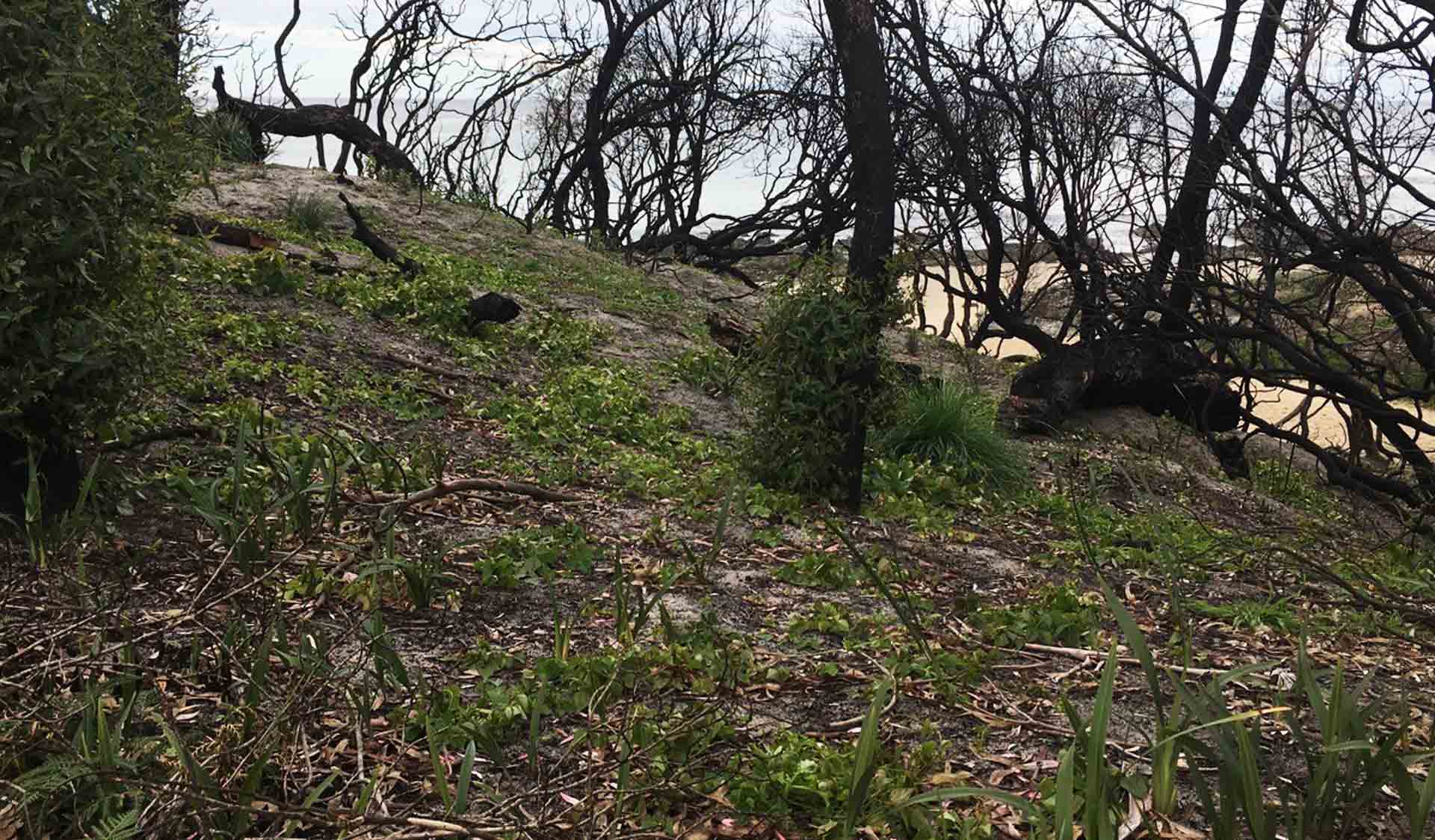 Dolichos pea (weed) competes with native vegetation recovering from bushfires at Cape Conran Coastal Park