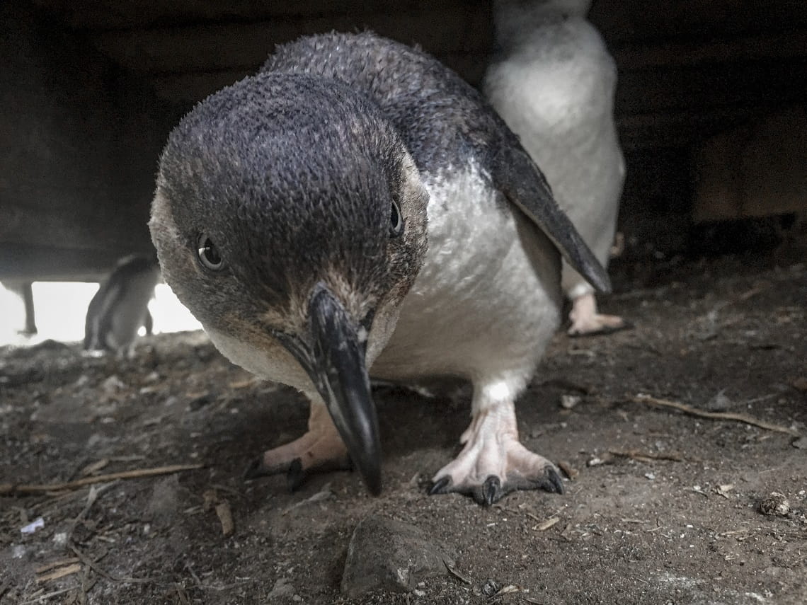 Close-up of a Little Penguin peering into the camera