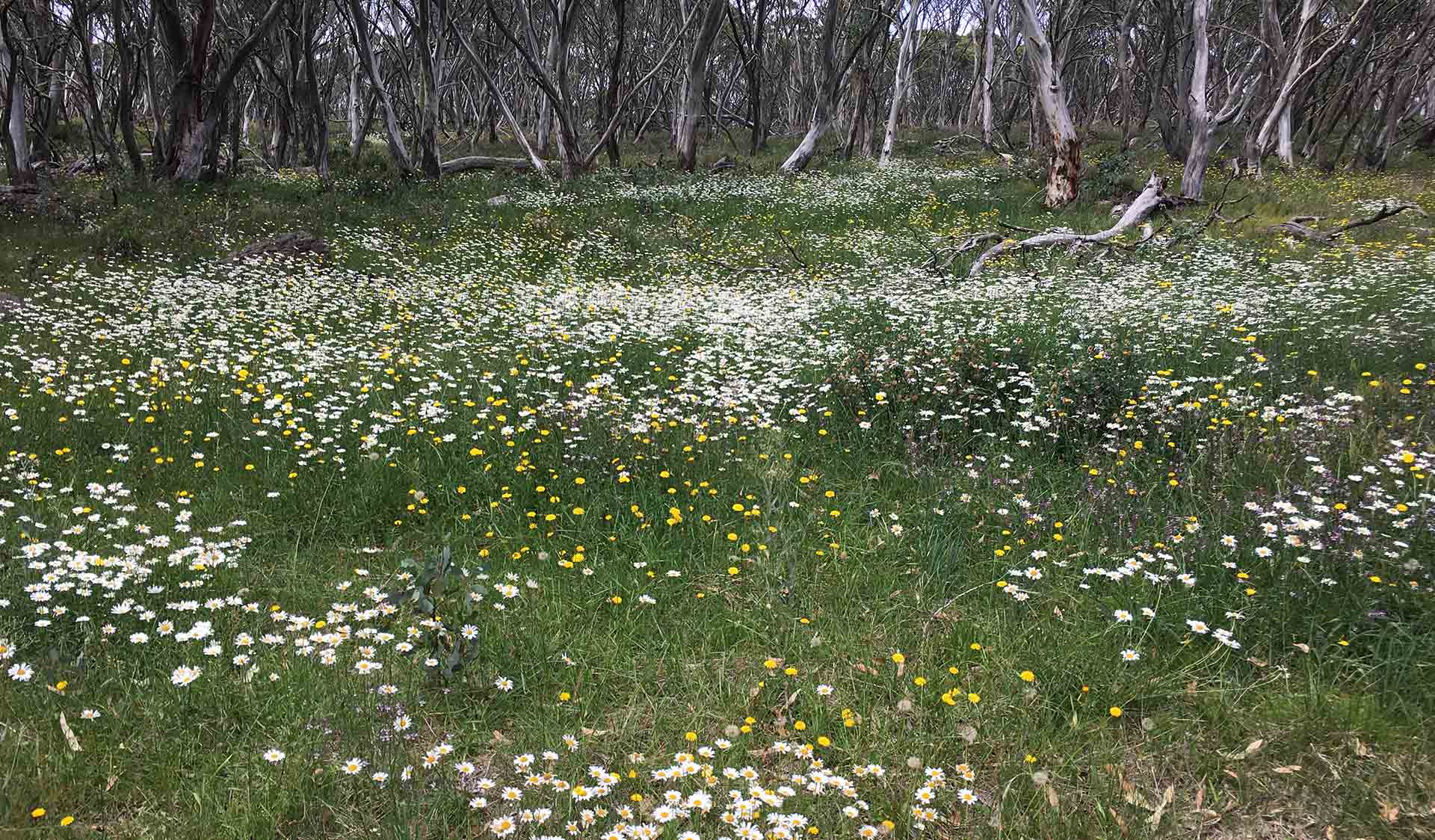 Ox-eye daisy (weed) flowering in the Alpine National Park