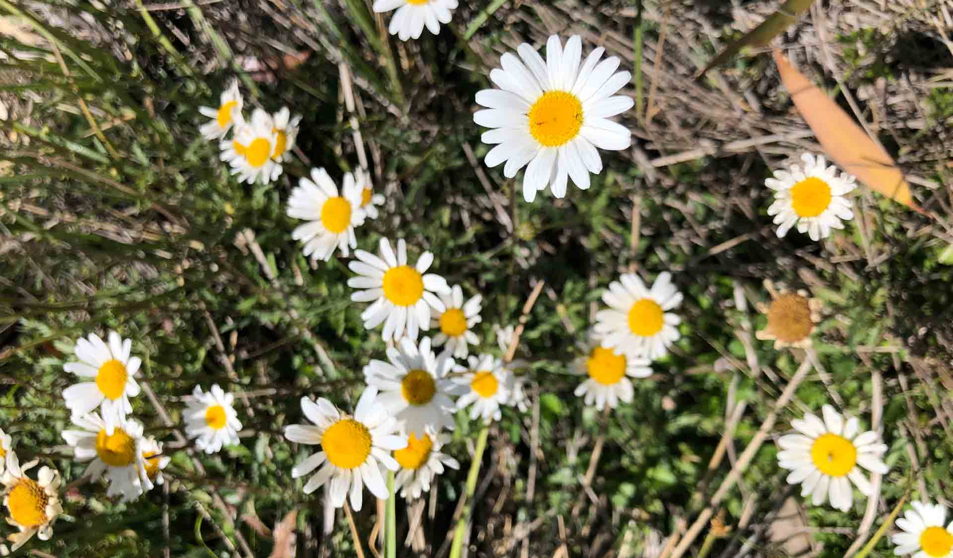 Close-up of Ox-eye daisies (weed)