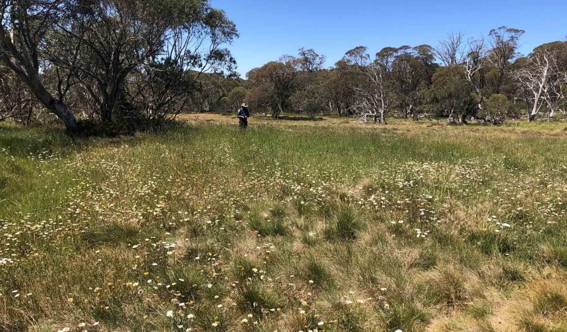 Parks Victoria staff in a field surveying Ox-eye daisy (weed) in the Alpine National Park