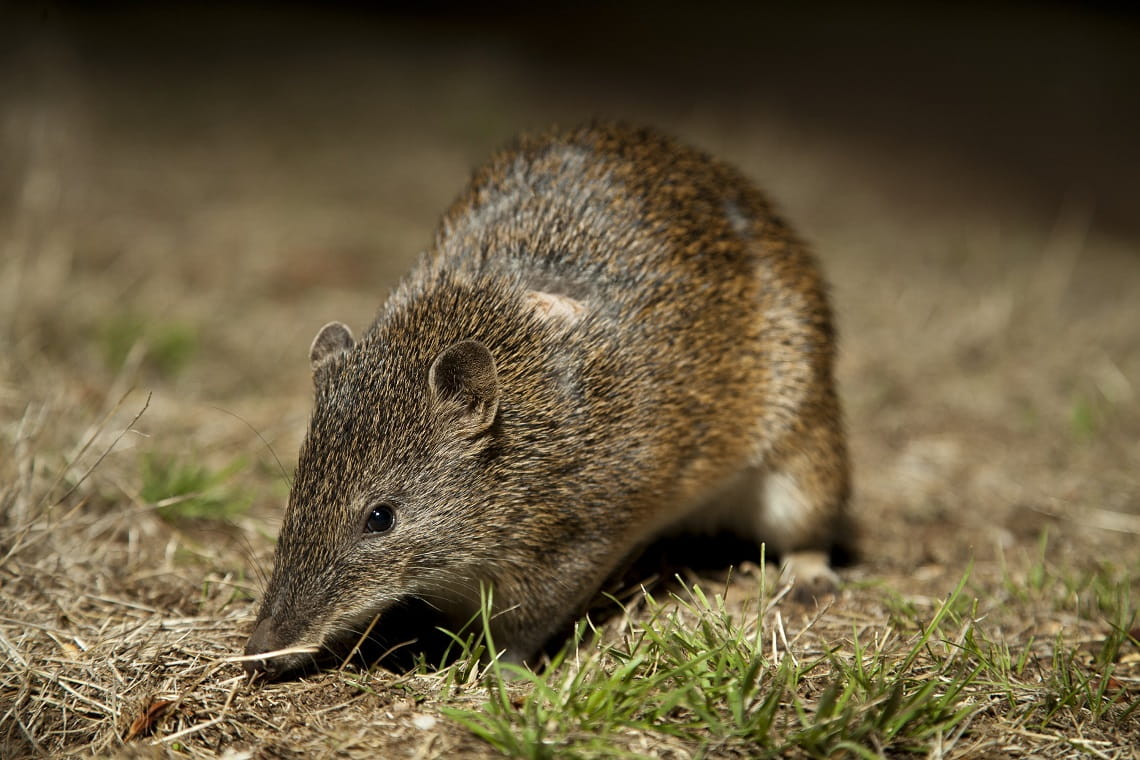 Close up photo of a brown bandicoot on some dry grass