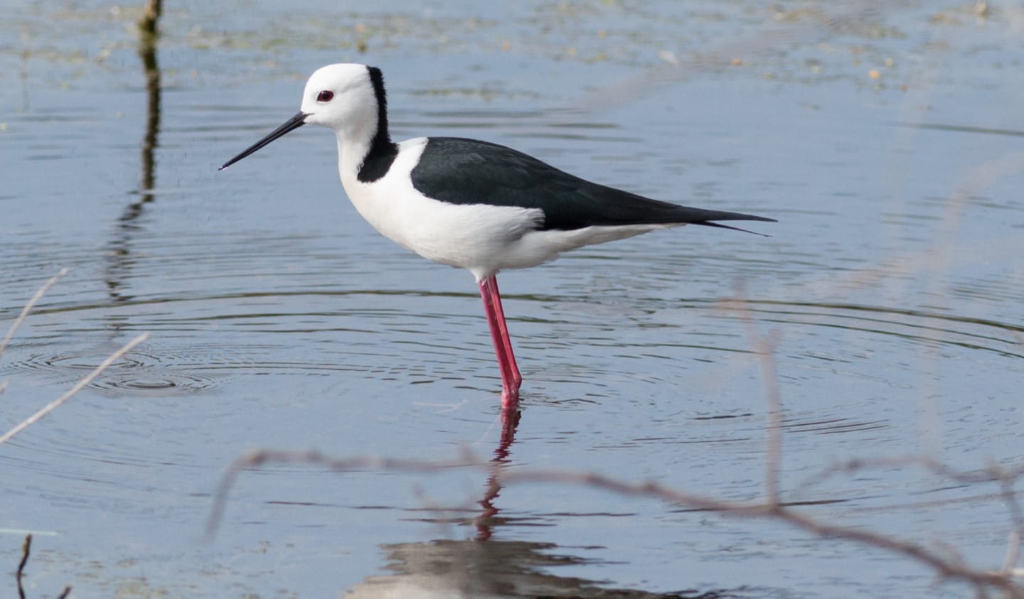 Westgate Park is home to many birds, including Black-Winged Stilts.