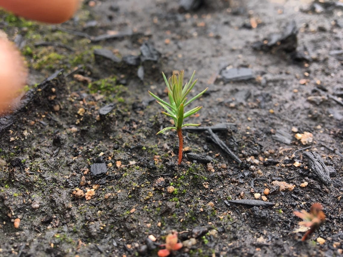 Tiny Black Cypress Pine seedling emerging from charred soil nine months after bushfires in Mount Mitta Mitta