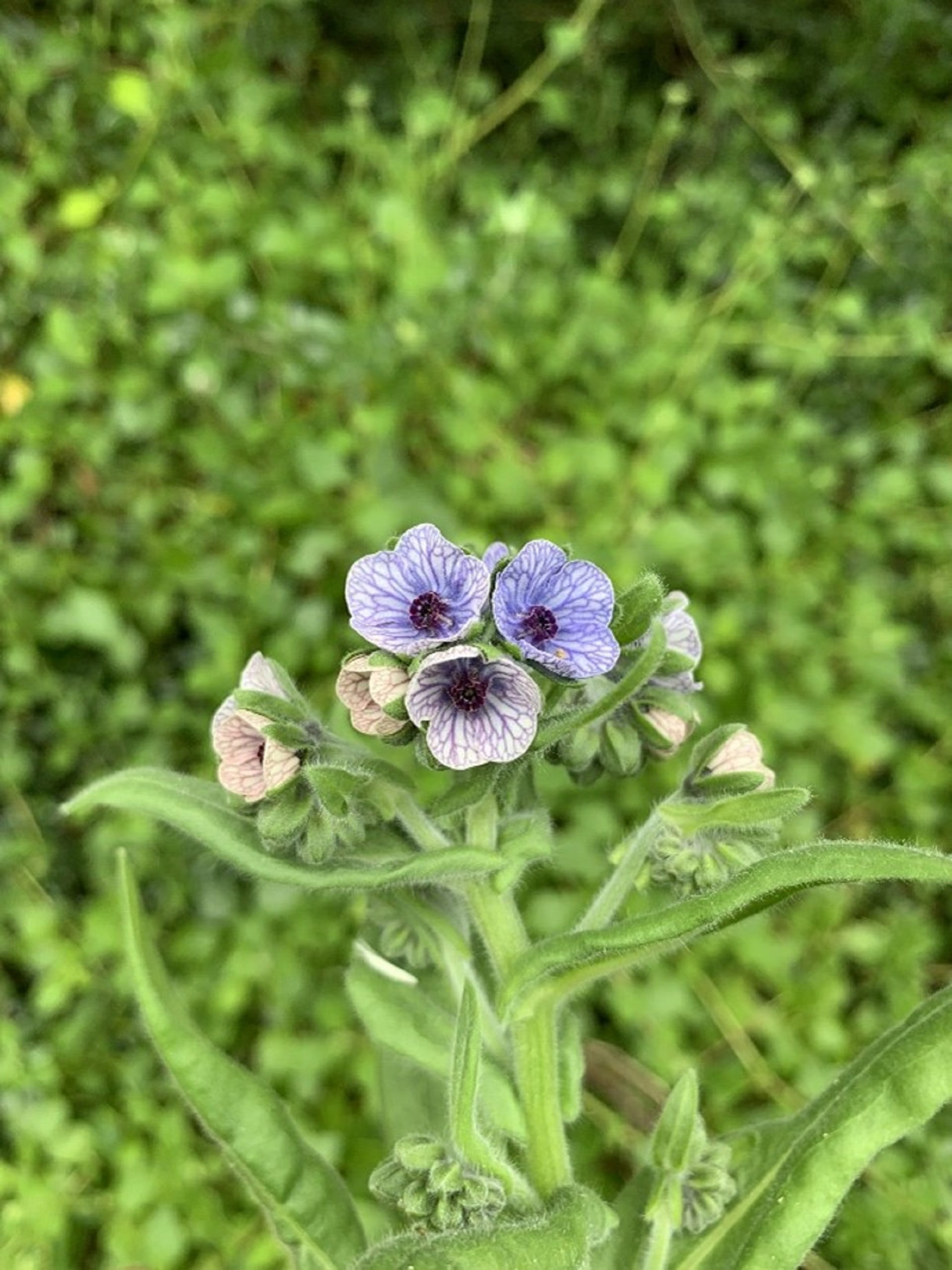 One of the characteristics of Blue Hound's Tongue is a bloom of bright blue flowers adorned with dark veining.