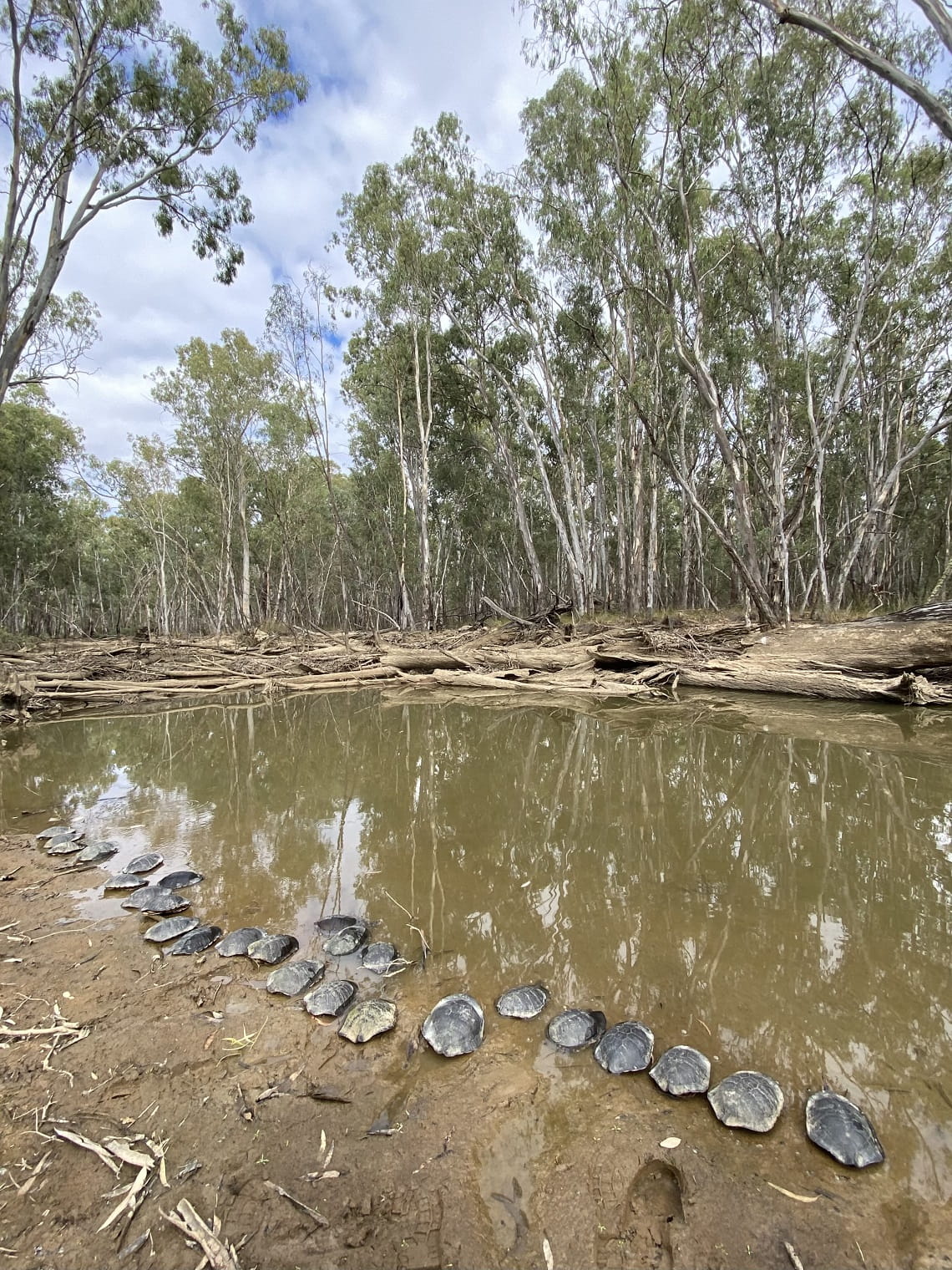 Barmah National Park turtle monitoring on Yorta Yorta Country