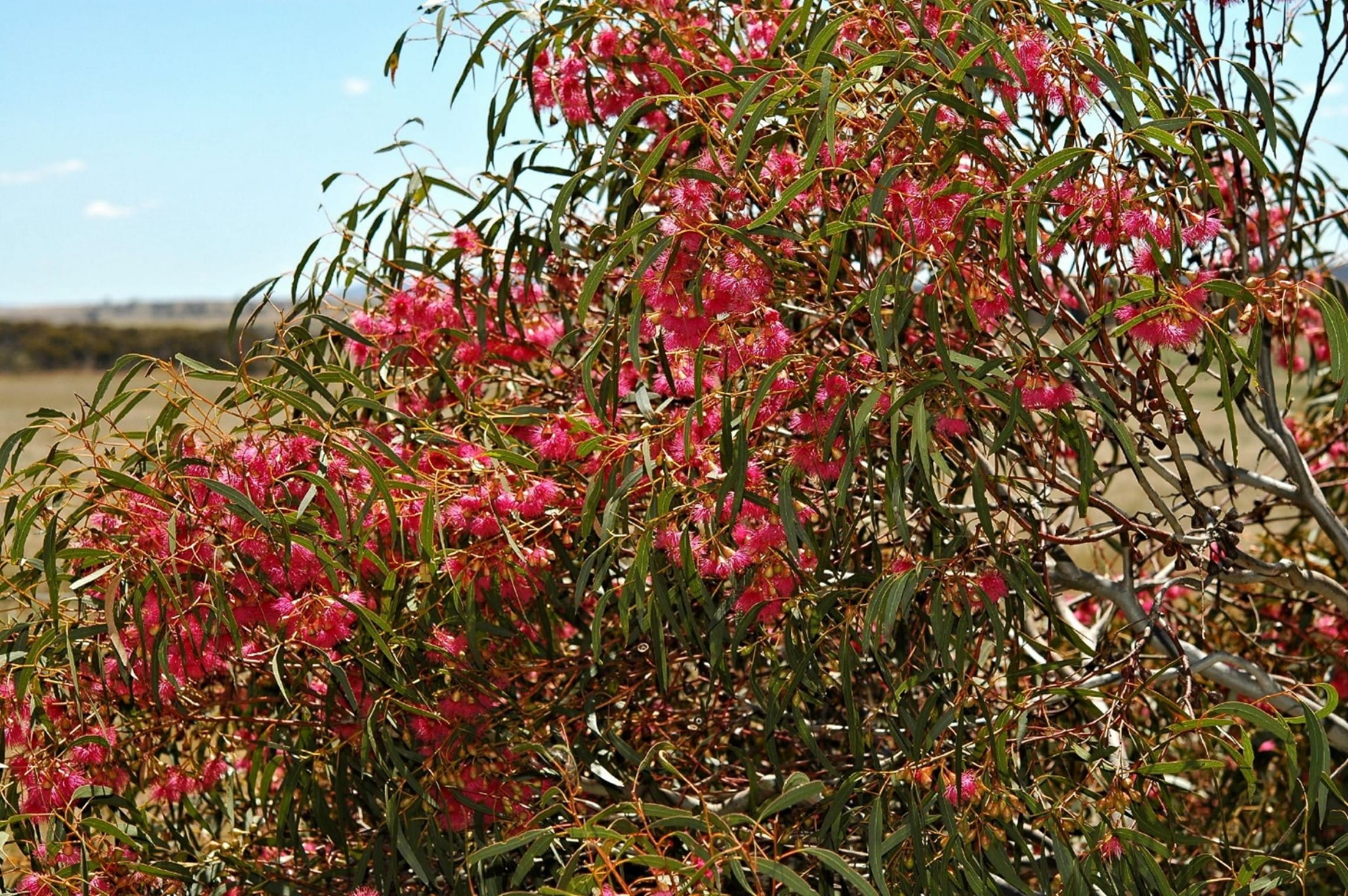 The flowers are a bright pinkish-red colour, against  a background of dark green leaves. 