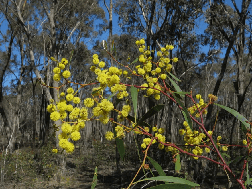 Bright gold and fluffy flowers are in the centre of this photo. 