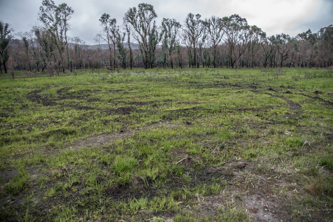 Vehicle damage caused to delicate regenerating vegetation in 2020, Credit: Parks Victoria