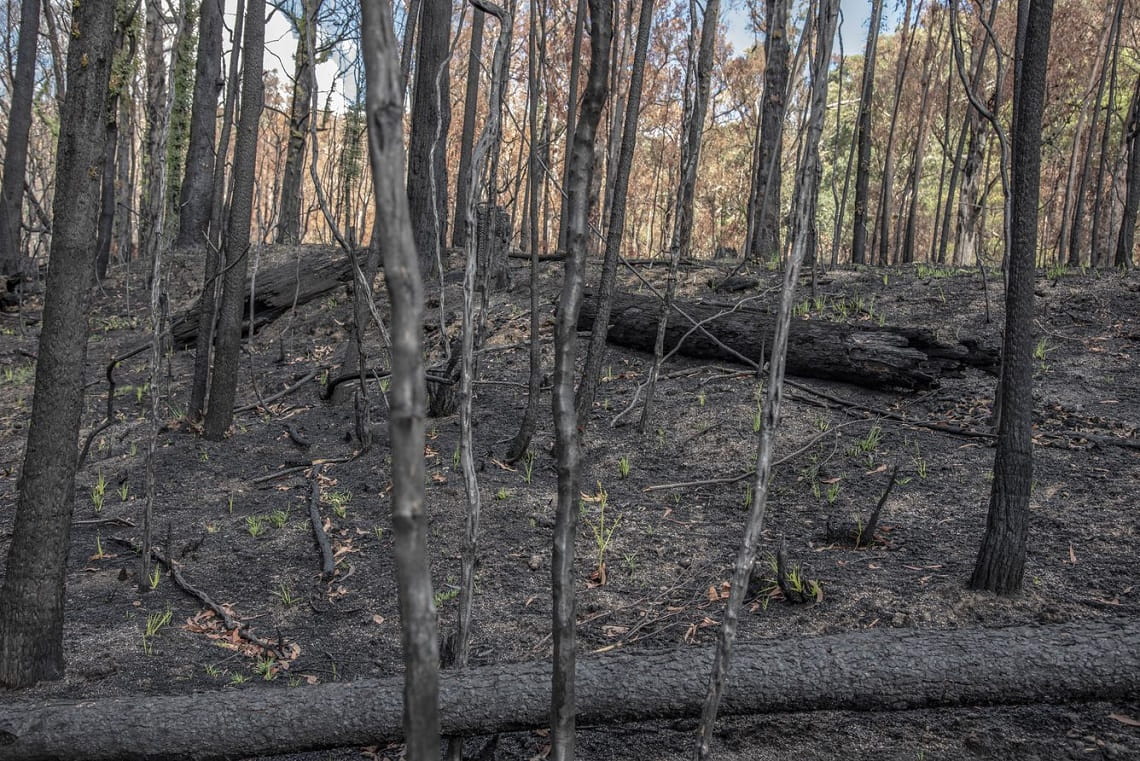 Before the process of natural healing after severe destruction, Credit: Parks Victoria