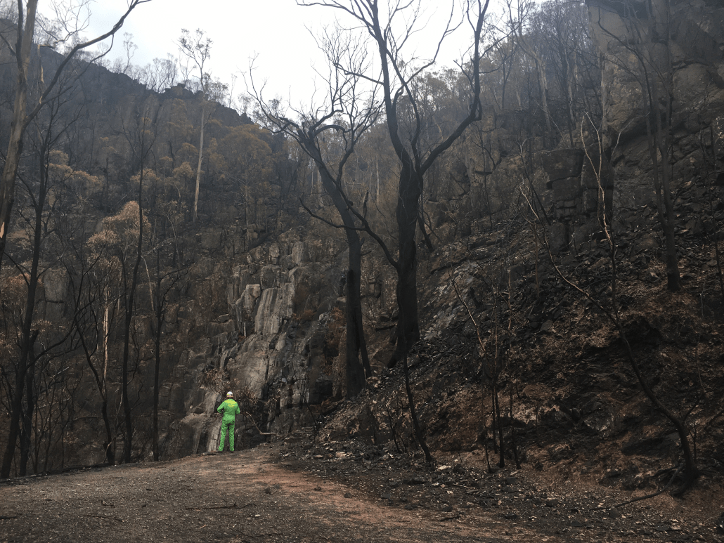 A landscape of burned trees and ashes