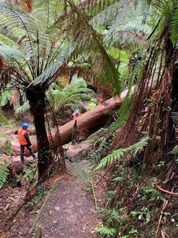 Picture shows a large tree, perhaps a gum tree, has fallen across a bush walking track. There are two Parks Victoria Rangers, each assessing the damage from either side of the track. 