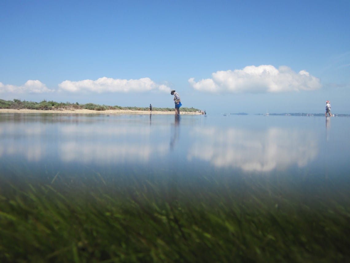 Citizen scientists looking down at the water monitoring for species