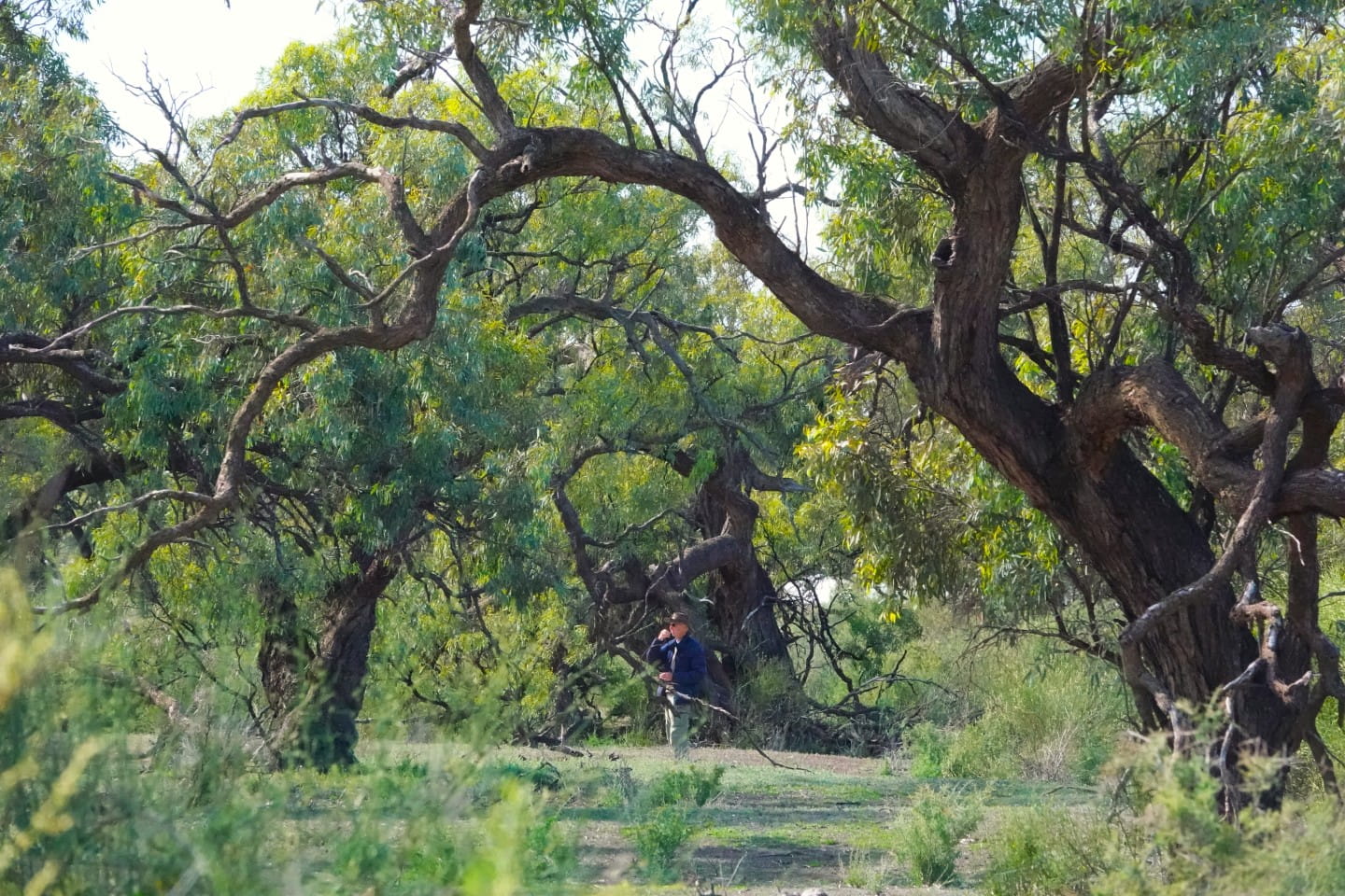 A volunteer walks through Yassom Swamp Nature Conservation Reserve