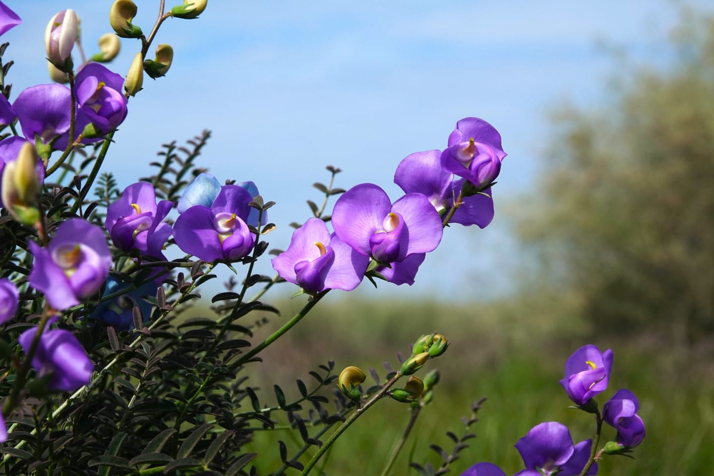 Broughton Pea at Bael Bael