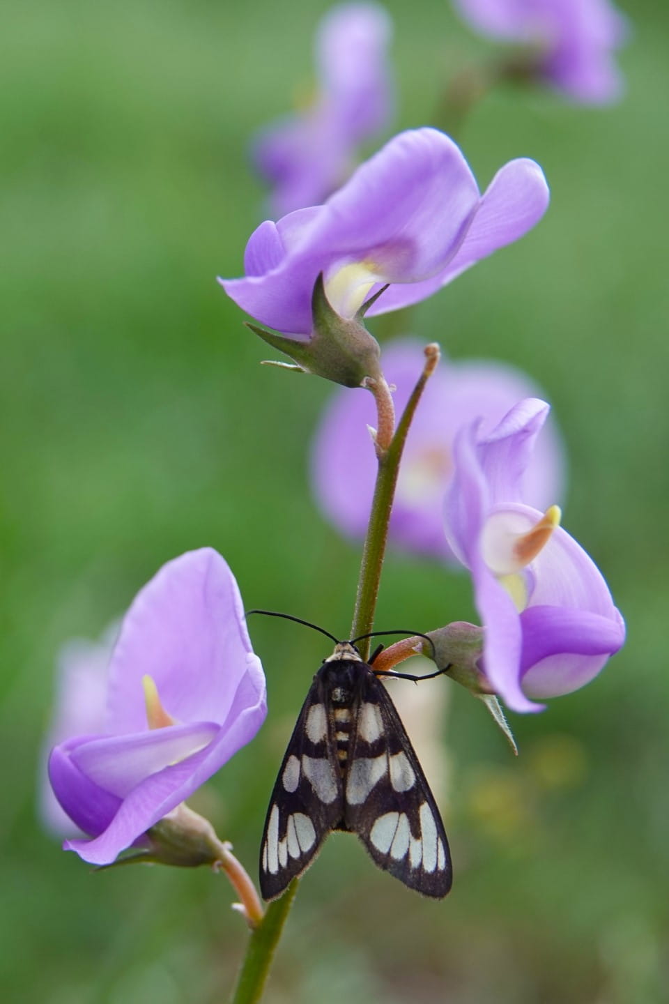 Moth on a Broughton Pea