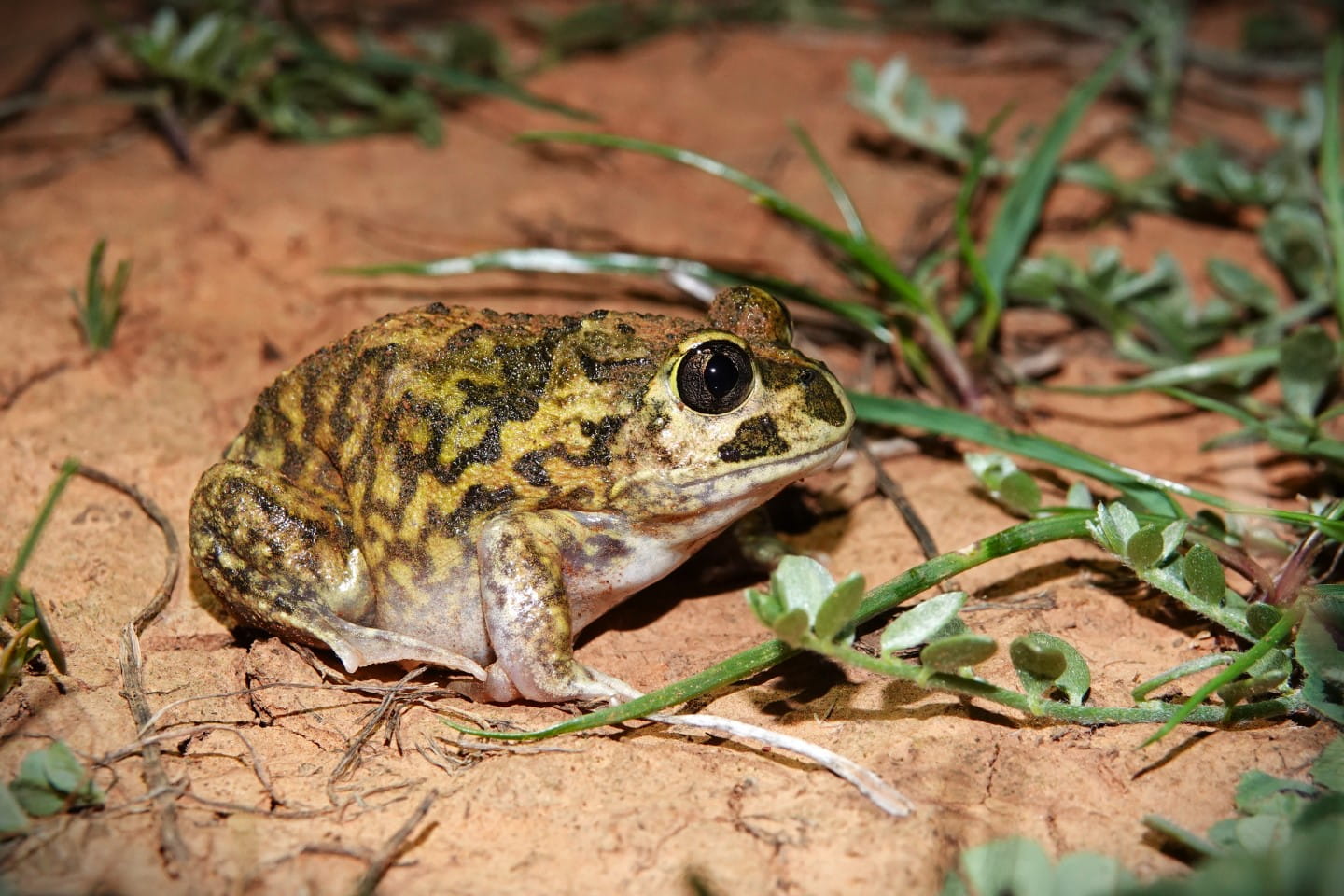 Common Spadefoot Toad