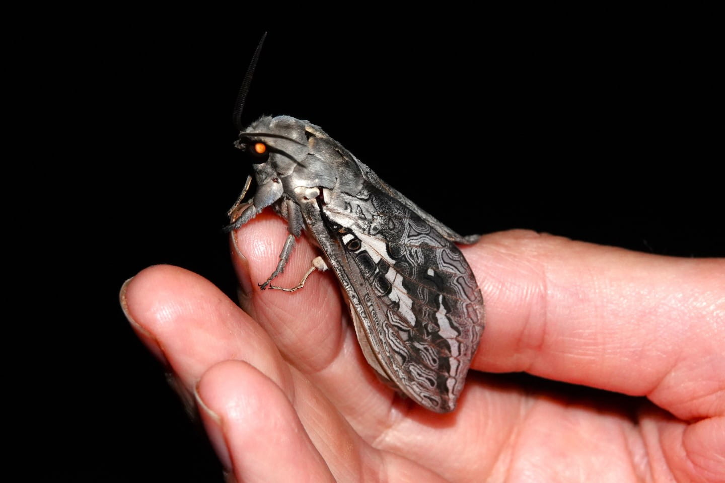 Rain Moth