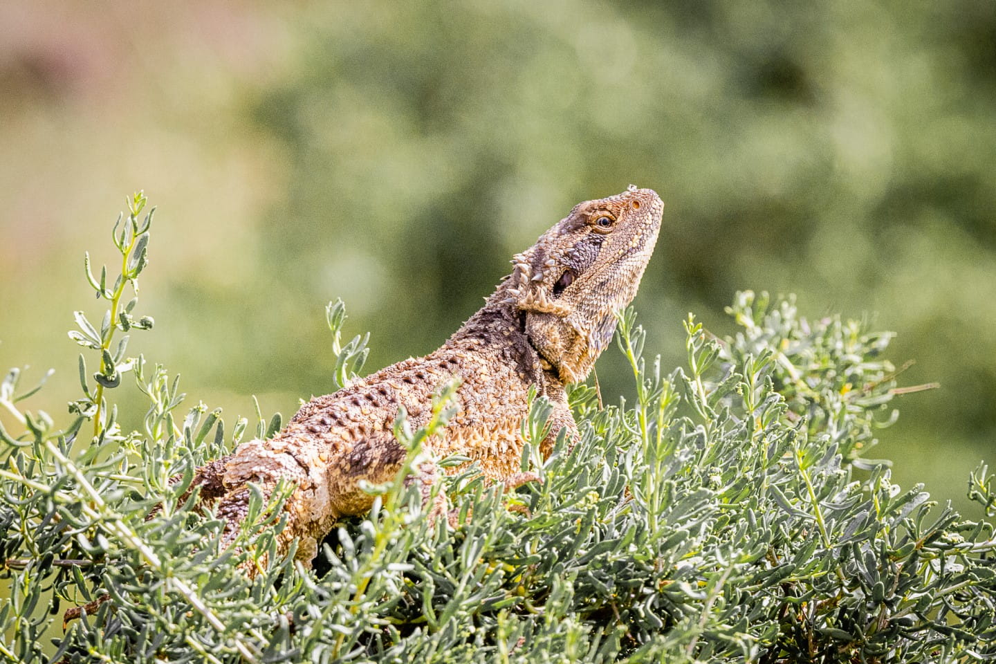 Bearded Dragon at Bael Bael NCR