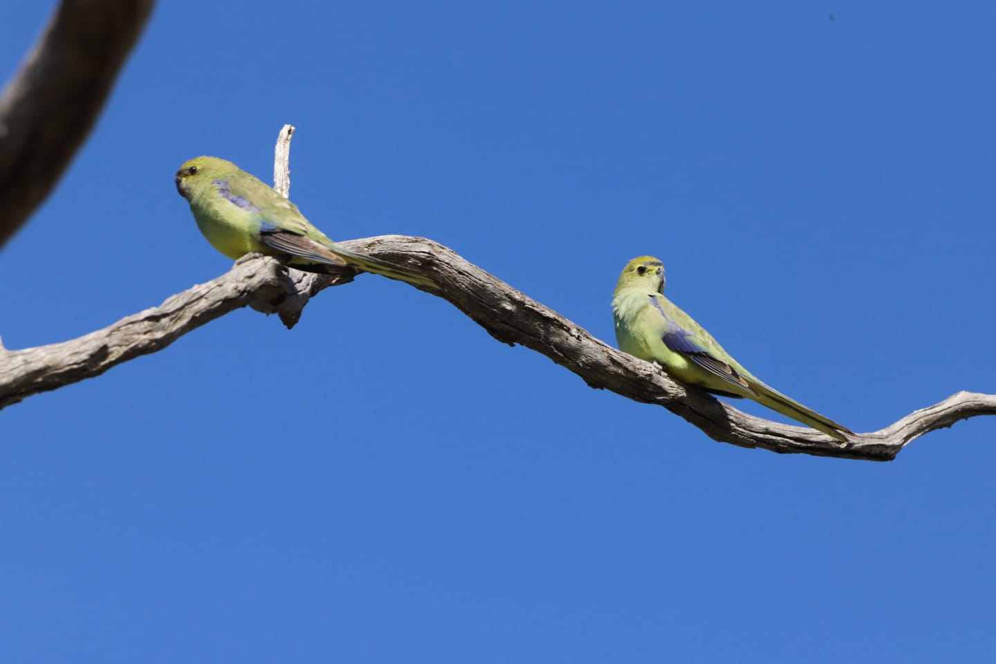 Blue-winged Parrots at Yassom Swamp