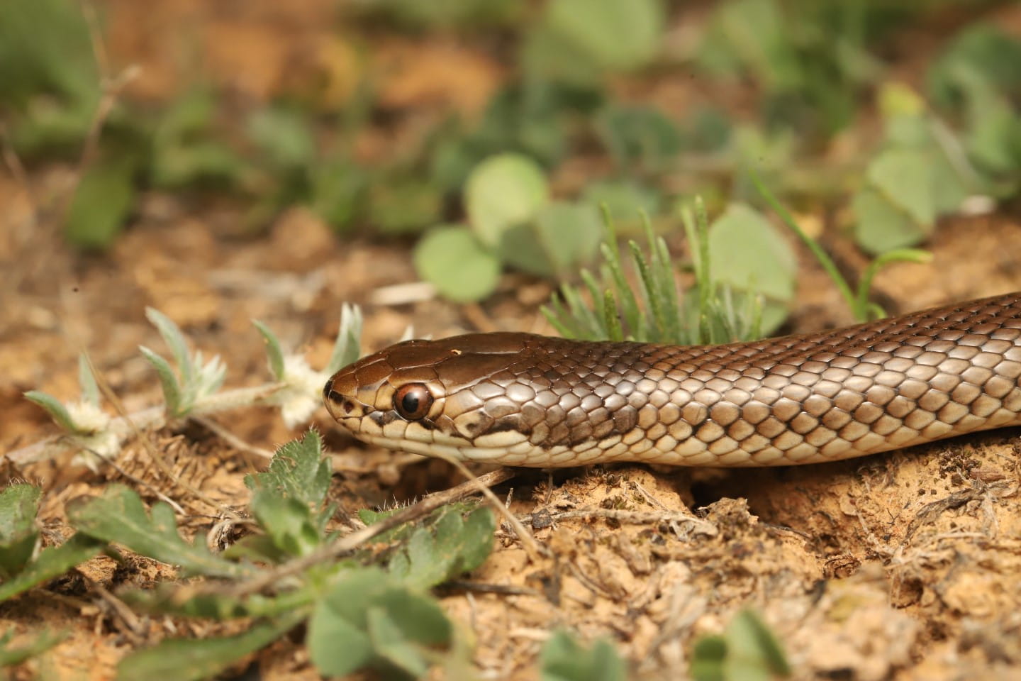 Curl Snake at Bael Bael