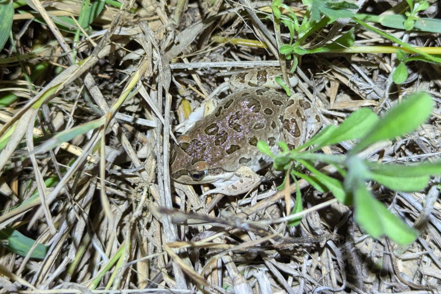 Spotted Marsh Frog