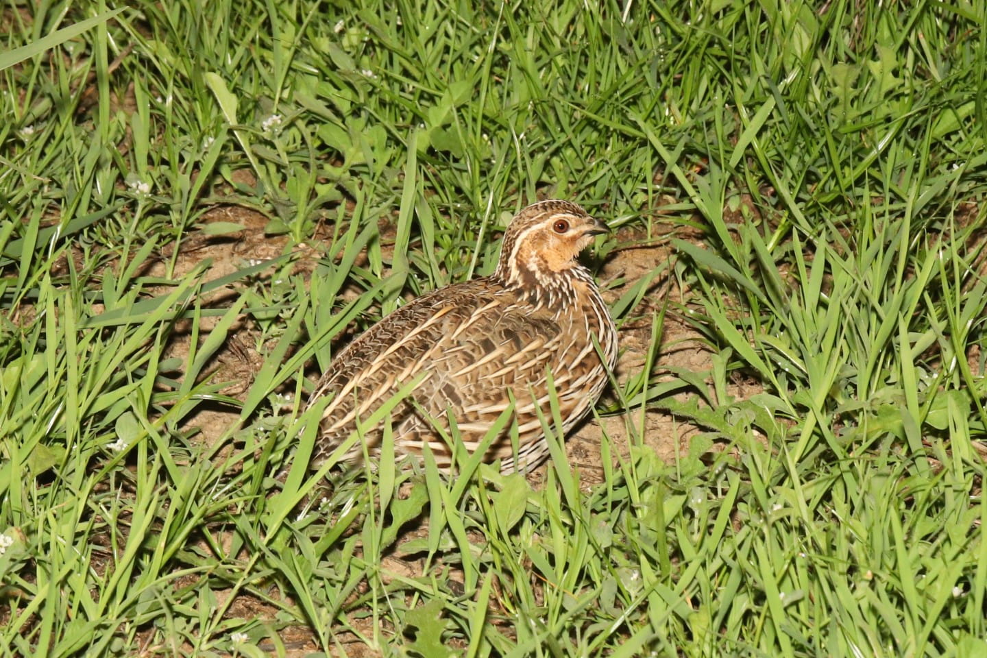 Stubble Quail