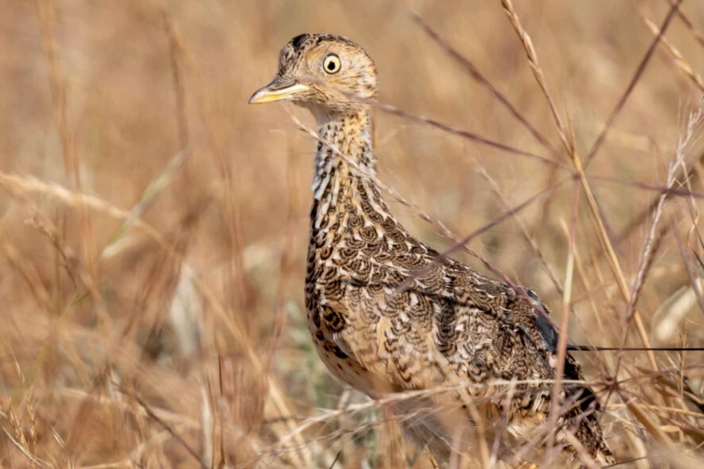 Plains Wanderer