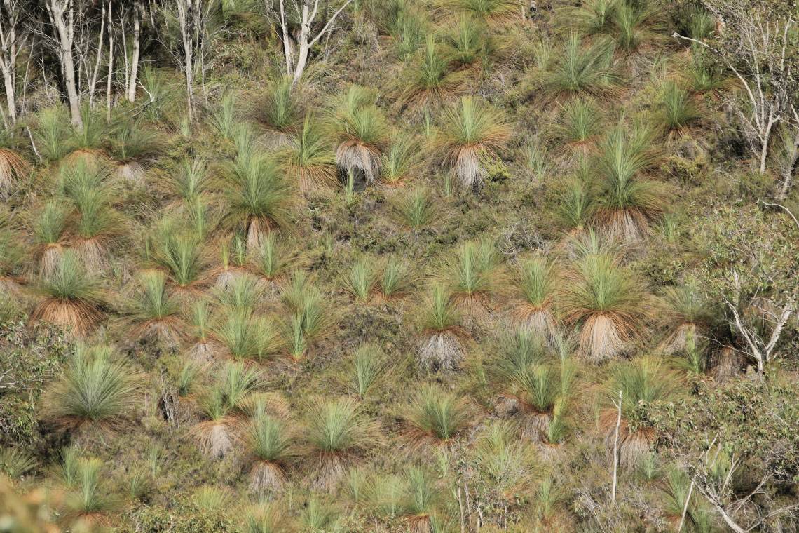 An shot looking down on an group of Australian grass trees. Each grass tree has many bright green stiff, thin leaves.