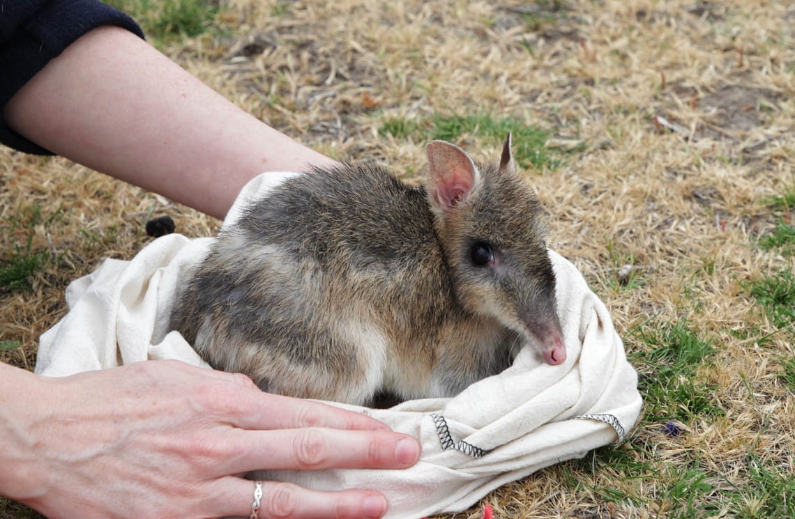 An Eastern Barred Bandicoot 