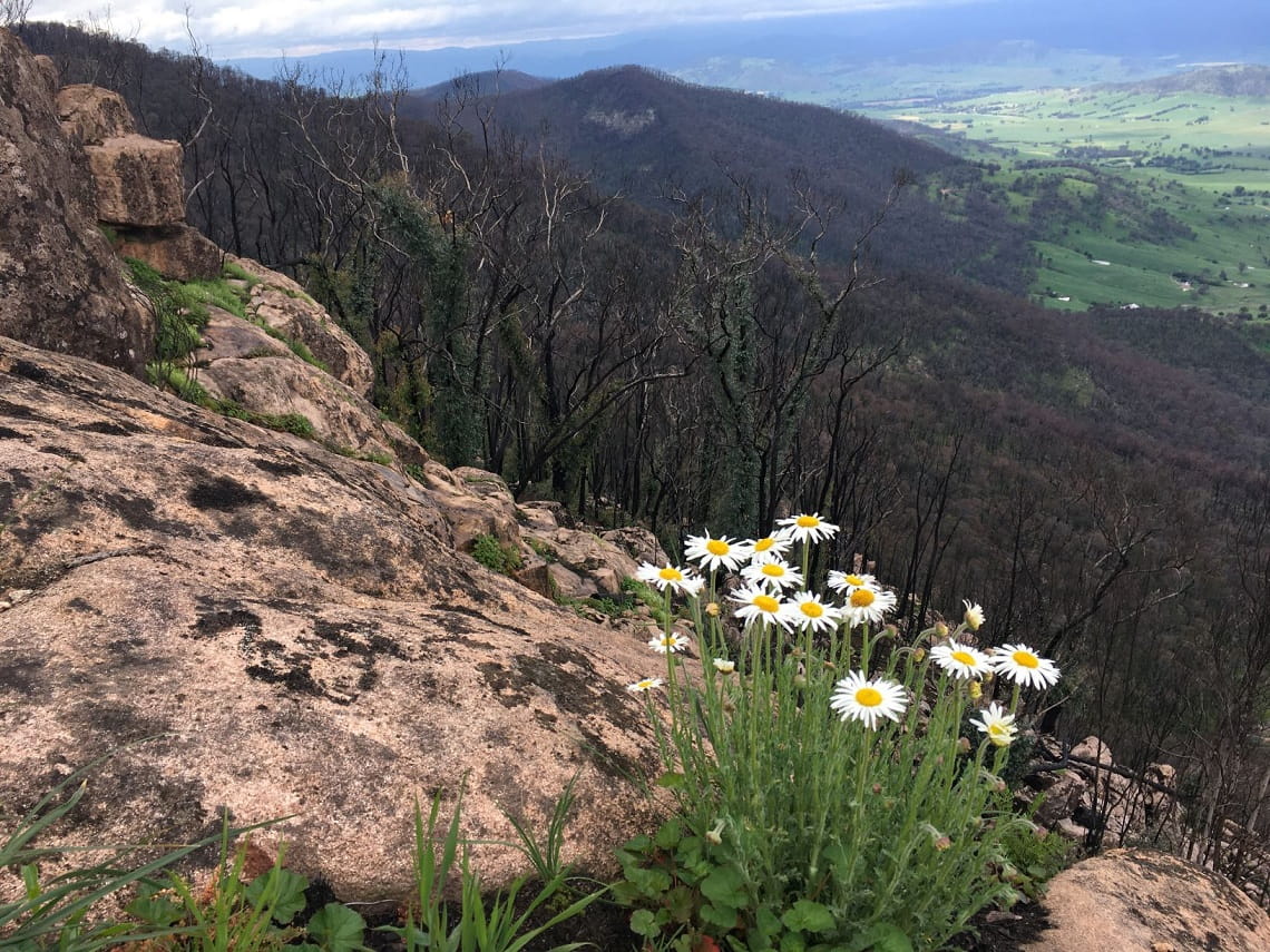 Dasies growing on a granite boulder overlooking burnt landscape of the Upper Murray, October 2020