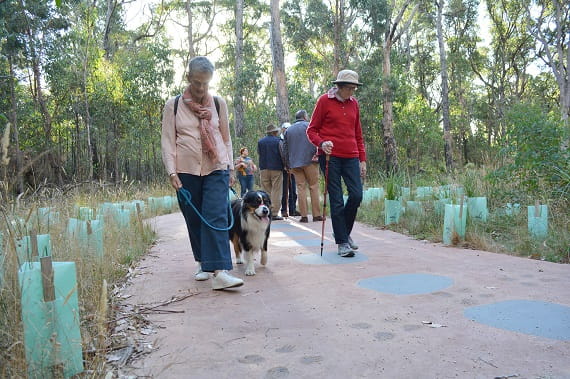 Two walkers walking towards us, one with an assistant dog and the other with a walking stick, both are woman aged fifty plus. It's a wide walking path surrounded by bushland. 