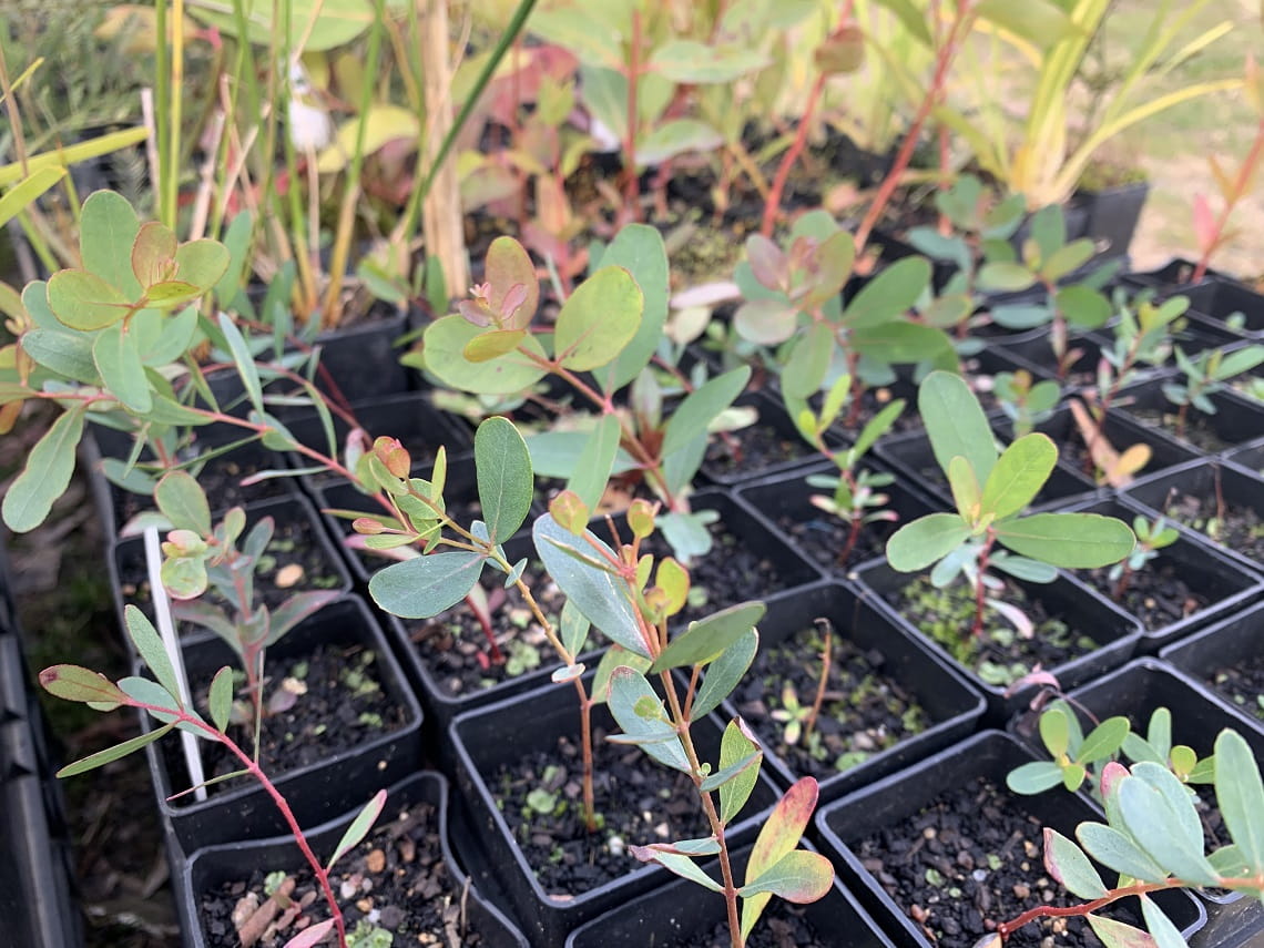 Eucalyptus seedlings planted at the Dementia Friendly Forest and Sensory Trail in Woowookarung Regional Park
