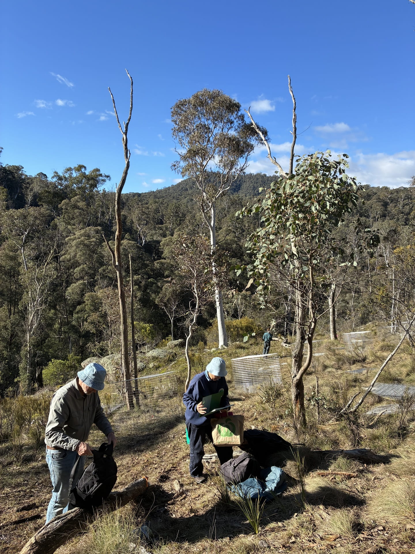 People working in a forest with equipment and metal plant cages in the background