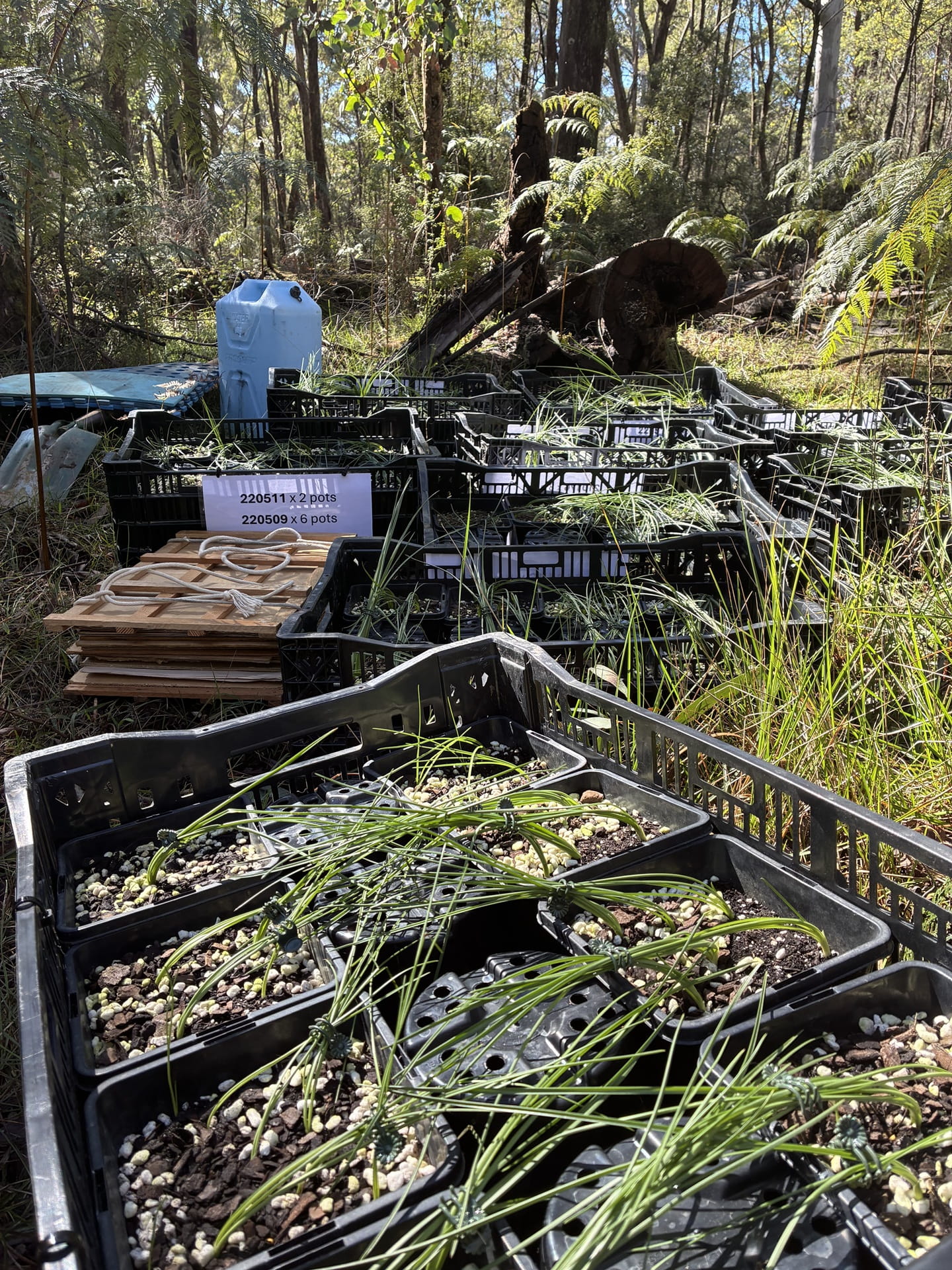 Creates of tiny plant seedlings surrounded by forest 