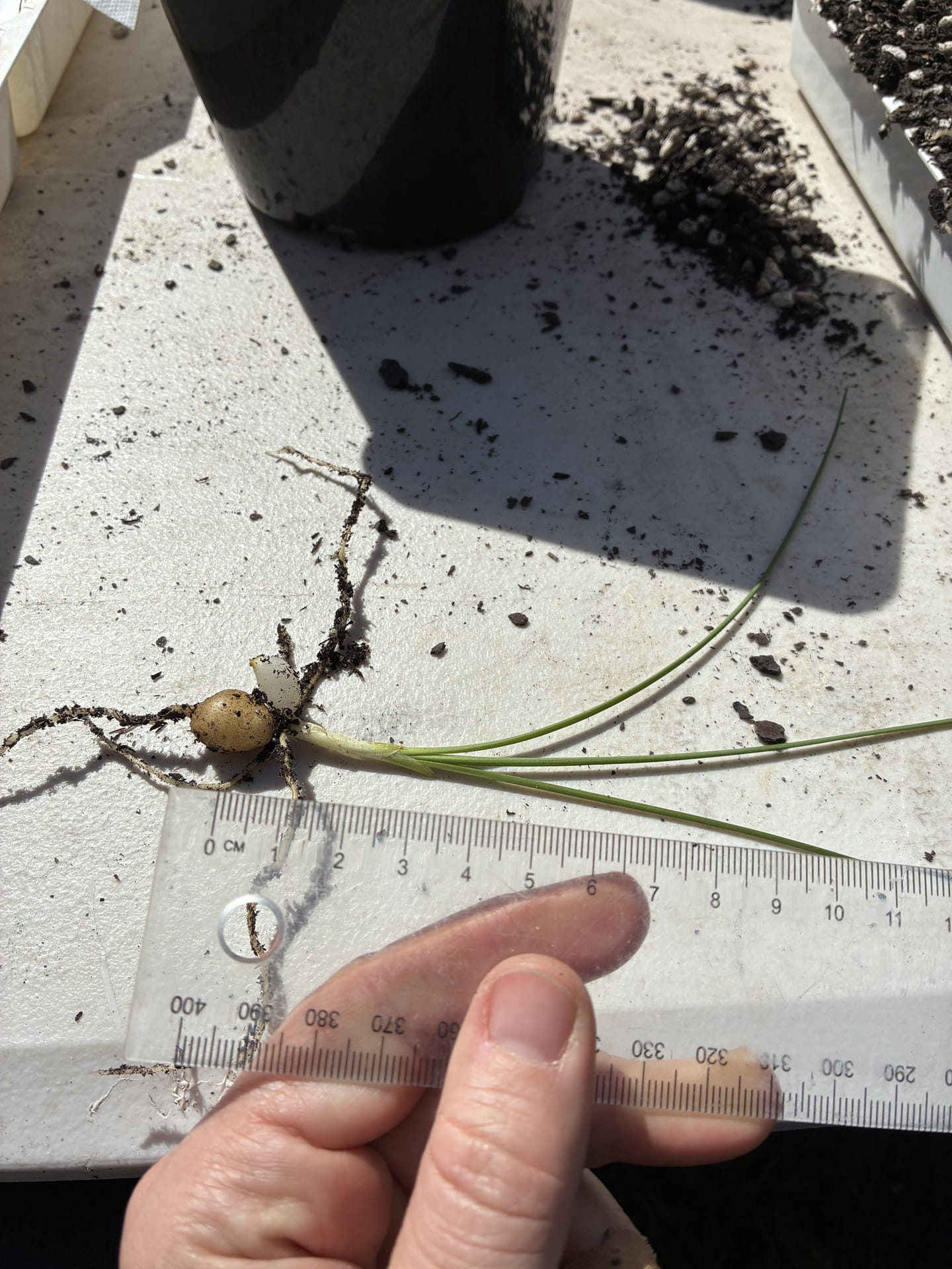 A tiny plant seedling being measured on a table beside a ruler
