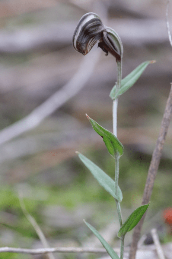 A tall green stemmed plant with a dark purple hood