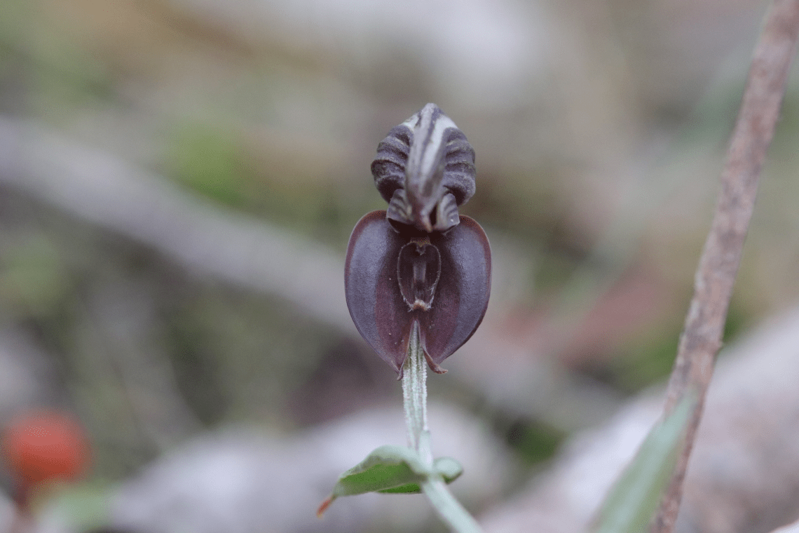 A close up photo of the Banded Greenhood with a dark purple hood