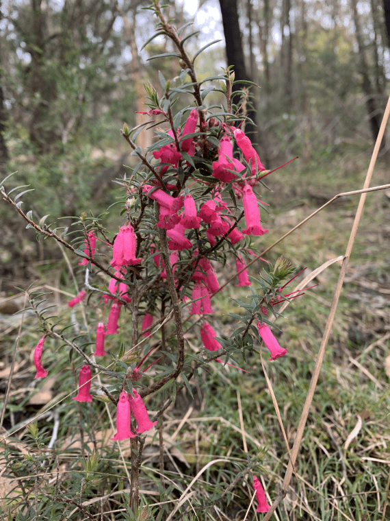 A Common Heath plant with a long stem, sharp leaves and hot pink bell shaped flowers cascading down the plant