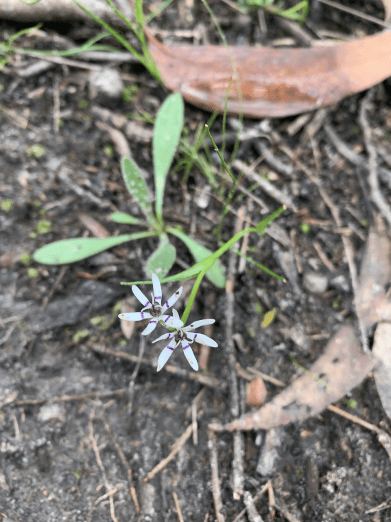 Two Nancy Petal flowers featuring white petals with a purple ring around the flower