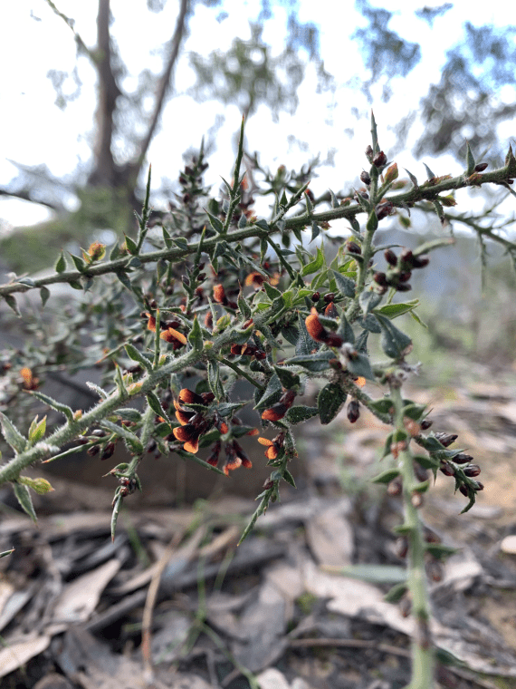 Gorse Bitter-pea with thick stems and bulbs with maroon and orange colour