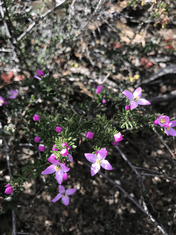 A Grampians Boronia plant with several bright pink petals in full bloom