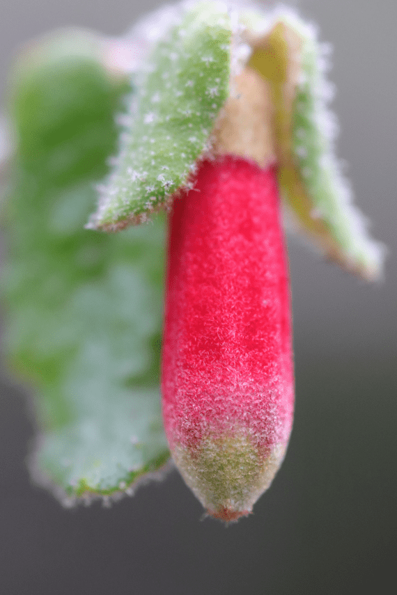 A close up photo of a bright pink bulb with a green tip.