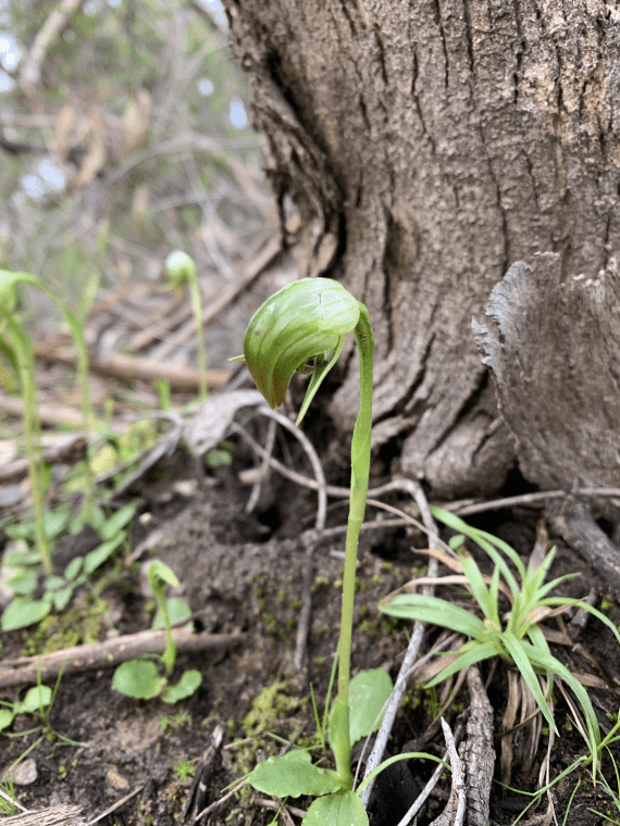 A long green stem with a green hooded flower