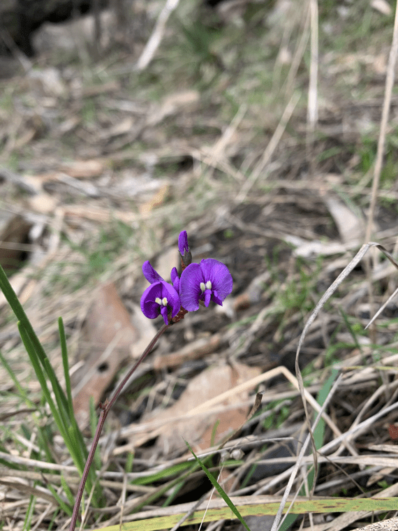 A long purple stemmed flower with two purple blooms with moon shaped petals