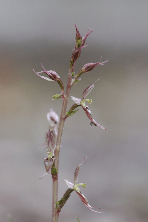 A purple and green stemmed plant with six small flowers with dark coloured petals