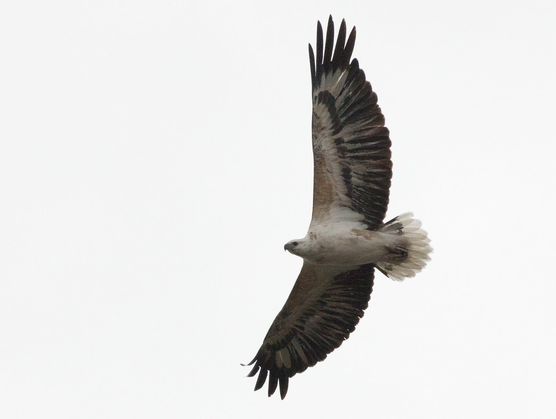 A white-bellied sea-eagle in flight